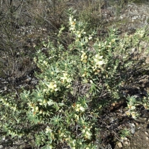 Melichrus urceolatus at Wanniassa Hill - 27 Jun 2016 12:12 PM