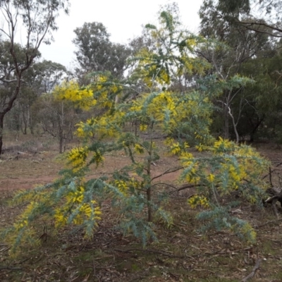 Acacia baileyana (Cootamundra Wattle, Golden Mimosa) at Callum Brae - 27 Jun 2016 by Mike