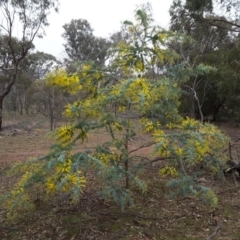 Acacia baileyana (Cootamundra Wattle, Golden Mimosa) at Symonston, ACT - 27 Jun 2016 by Mike