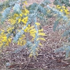 Acacia baileyana at Symonston, ACT - 27 Jun 2016 10:02 AM