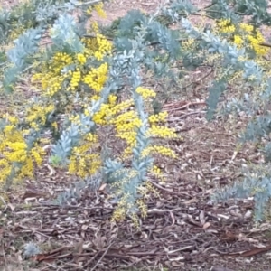 Acacia baileyana at Symonston, ACT - 27 Jun 2016