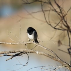 Melanodryas cucullata cucullata (Hooded Robin) at Googong Foreshore - 24 Jun 2016 by roymcd