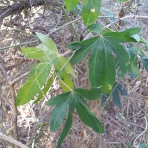 Passiflora caerulea at Conder, ACT - 27 Jun 2016