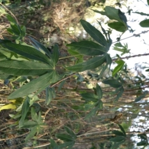 Passiflora caerulea at Conder, ACT - 27 Jun 2016