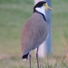 Vanellus miles (Masked Lapwing) at Gordon, ACT - 21 May 2015 by MichaelBedingfield