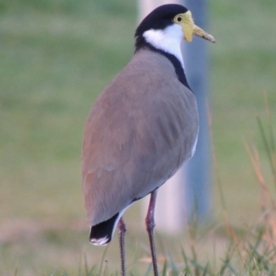 Vanellus miles (Masked Lapwing) at Gordon, ACT - 21 May 2015 by MichaelBedingfield
