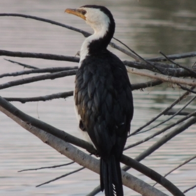 Microcarbo melanoleucos (Little Pied Cormorant) at Gordon, ACT - 21 May 2015 by michaelb