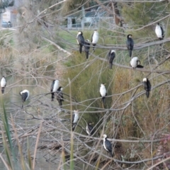 Microcarbo melanoleucos at Gordon, ACT - 21 May 2015