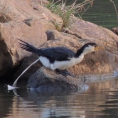 Microcarbo melanoleucos (Little Pied Cormorant) at Stranger Pond - 2 May 2015 by michaelb