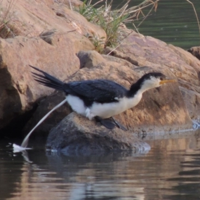 Microcarbo melanoleucos (Little Pied Cormorant) at Bonython, ACT - 2 May 2015 by MichaelBedingfield