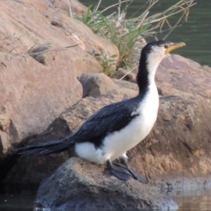 Microcarbo melanoleucos at Bonython, ACT - 2 May 2015