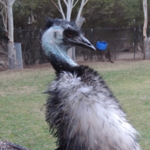 Dromaius novaehollandiae at Molonglo Valley, ACT - 3 Jun 2015 06:11 PM