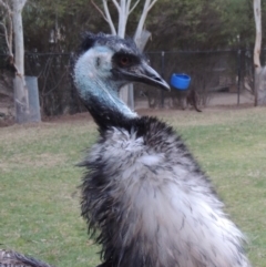 Dromaius novaehollandiae (Emu) at Molonglo Valley, ACT - 3 Jun 2015 by michaelb