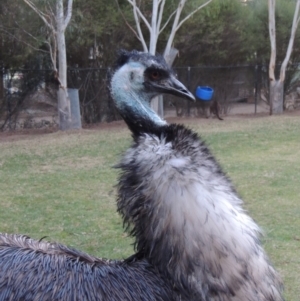 Dromaius novaehollandiae at Molonglo Valley, ACT - 3 Jun 2015