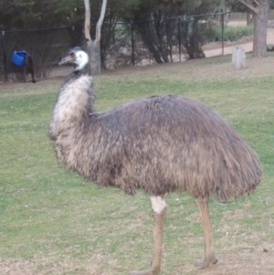 Dromaius novaehollandiae at Molonglo Valley, ACT - 3 Jun 2015