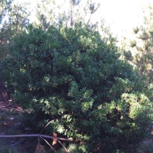 Arbutus unedo at Isaacs, ACT - 28 Jun 2016