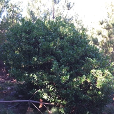 Arbutus unedo (Strawberry Tree) at Isaacs, ACT - 28 Jun 2016 by Mike