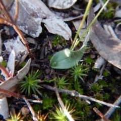 Glossodia major (Wax Lip Orchid) at Cook, ACT - 27 Jun 2016 by CathB