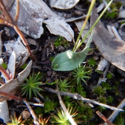 Glossodia major (Wax Lip Orchid) at Cook, ACT - 27 Jun 2016 by CathB