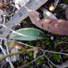 Glossodia major at Cook, ACT - 27 Jun 2016