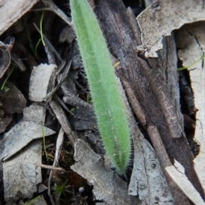 Caladenia atrovespa at Cook, ACT - suppressed