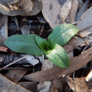 Pterostylis pedunculata at Cook, ACT - 28 Jun 2016