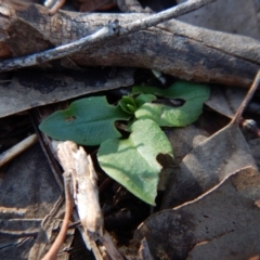 Pterostylis pedunculata at Cook, ACT - 28 Jun 2016