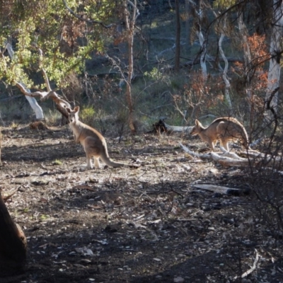 Macropus giganteus (Eastern Grey Kangaroo) at Aranda Bushland - 28 Jun 2016 by CathB