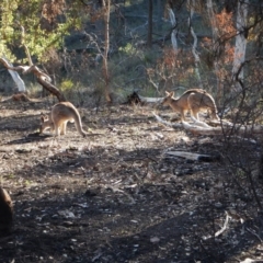 Macropus giganteus at Aranda, ACT - 28 Jun 2016