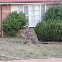 Macropus giganteus at Conder, ACT - 21 Jun 2016