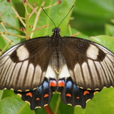 Papilio aegeus (Orchard Swallowtail, Large Citrus Butterfly) at Griffith, ACT - 13 Nov 2015 by roymcd