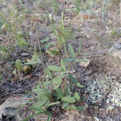 Grona varians (Slender Tick-Trefoil) at Gigerline Nature Reserve - 28 Feb 2016 by michaelb