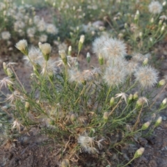 Vittadinia muelleri (Narrow-leafed New Holland Daisy) at Gigerline Nature Reserve - 28 Feb 2016 by michaelb