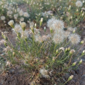 Vittadinia muelleri at Tennent, ACT - 28 Feb 2016