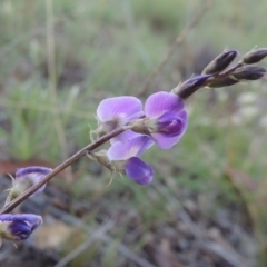 Glycine tabacina (Variable Glycine) at Gigerline Nature Reserve - 28 Feb 2016 by michaelb