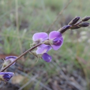 Glycine tabacina at Tennent, ACT - 28 Feb 2016 07:18 PM