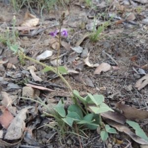 Glycine tabacina at Tennent, ACT - 28 Feb 2016 07:18 PM