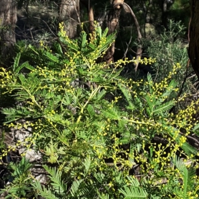 Acacia parramattensis (Parramatta Green Wattle) at Jerrabomberra, ACT - 29 Jun 2016 by Mike