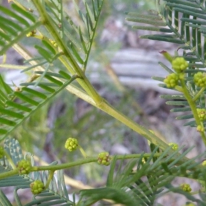 Acacia parramattensis at Isaacs Ridge - 29 Jun 2016