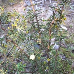 Acacia ulicifolia (Prickly Moses) at Jerrabomberra, ACT - 29 Jun 2016 by Mike