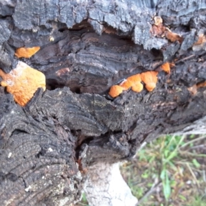 Trametes (old Pycnoporus sp.) at Isaacs Ridge - 29 Jun 2016