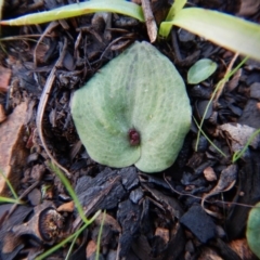 Cyrtostylis reniformis (Common Gnat Orchid) by CathB