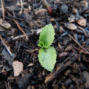 Pterostylis nutans at Aranda, ACT - 27 Jun 2016