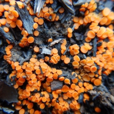 Pyronemataceae (A cup fungus familiy) at Aranda, ACT - 28 Jun 2016 by CathB