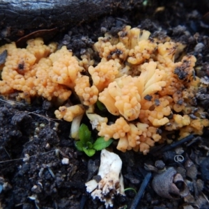 Ramaria sp. (genus) at Aranda, ACT - 28 Jun 2016 03:18 PM