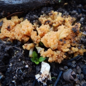 Ramaria sp. at Aranda, ACT - 28 Jun 2016