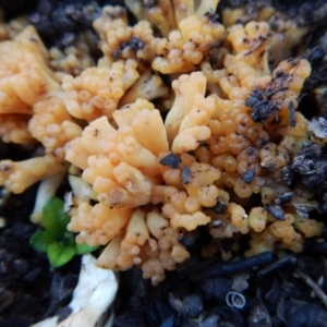 Ramaria sp. at Aranda, ACT - 28 Jun 2016