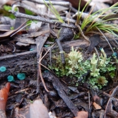 Chlorociboria at Aranda, ACT - 20 Jun 2016 03:44 PM