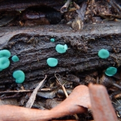 Chlorociboria at Aranda, ACT - 20 Jun 2016