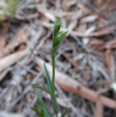 Bunochilus umbrinus (Broad-sepaled Leafy Greenhood) at Aranda Bushland - 3 Jun 2016 by CathB